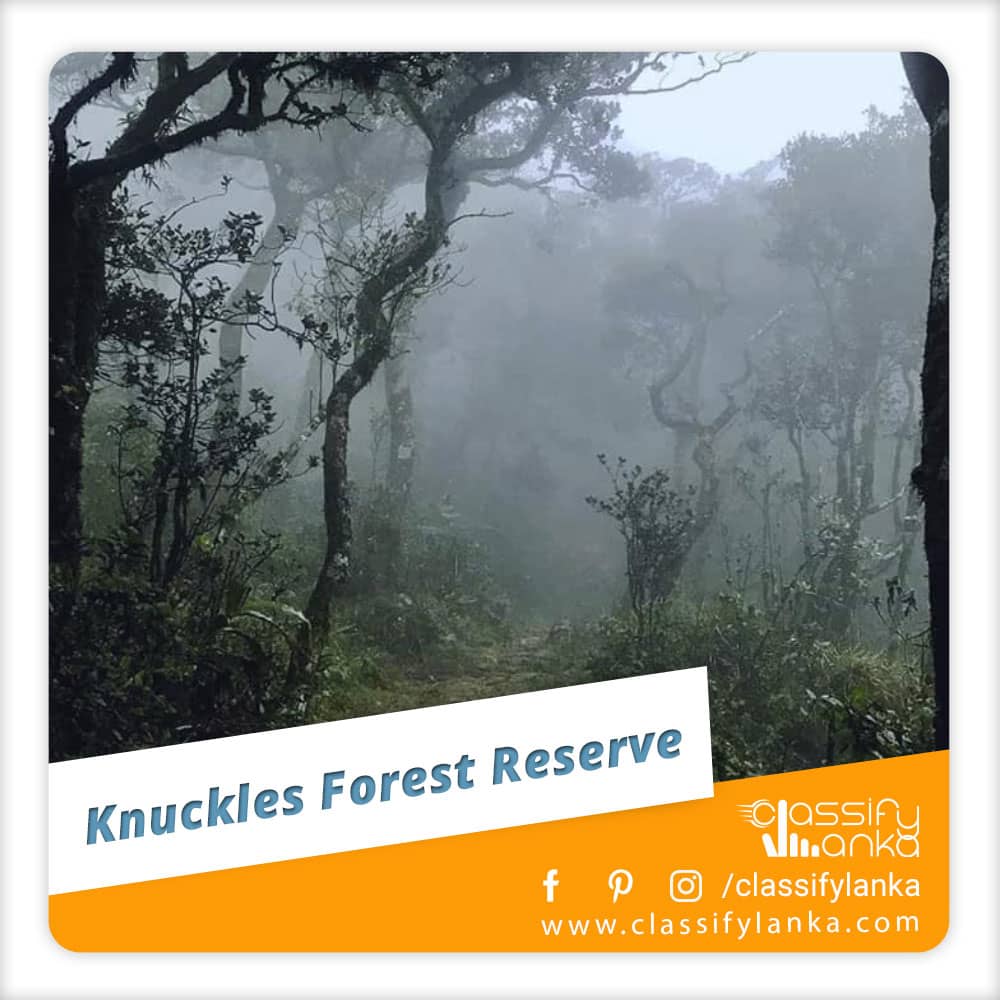 Visit Knuckles Forest Reserve in Sri Lanka