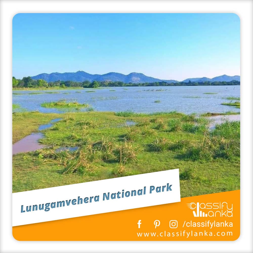 Sri Lanka Lunugamvehera National Park Safari guide