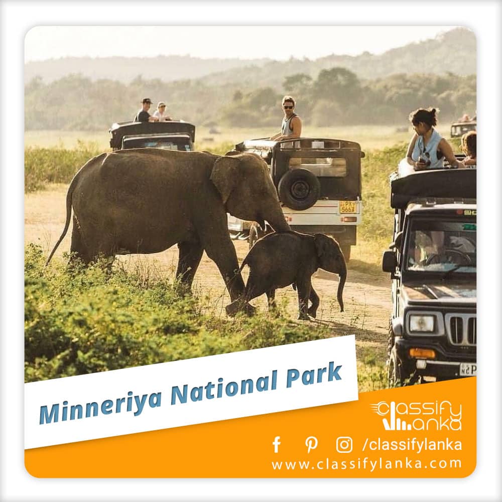Sri Lanka Minneriya National Park Safari guide