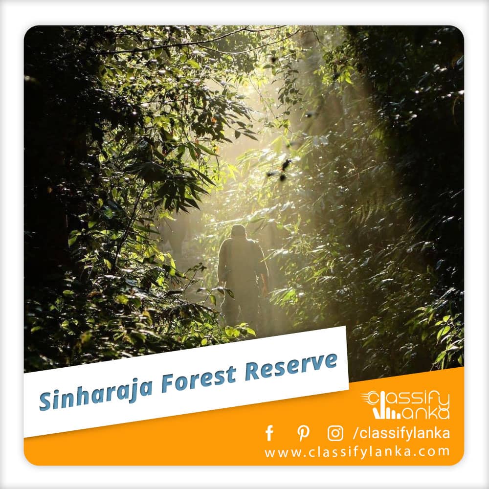 Sinharaja Rainforest Sri Lanka