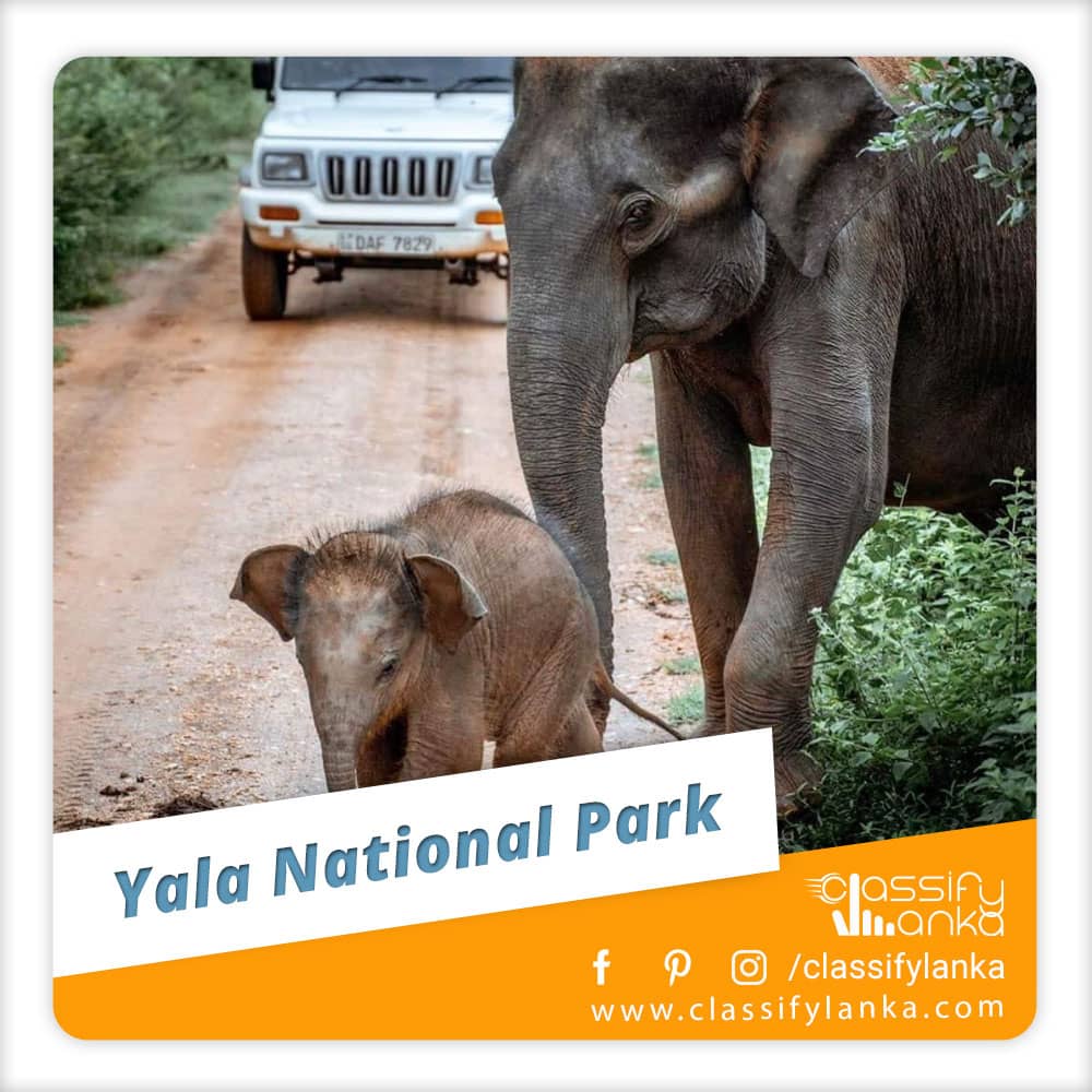 Sri Lanka Yala National Park Safari guide