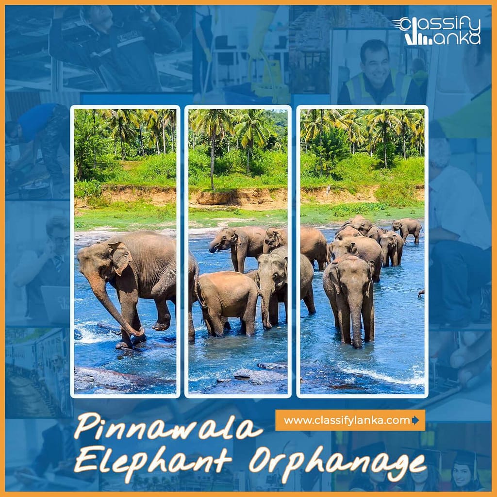 Pinnawala Elephant Orphanage tourist places sri lanka